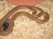 Bogertophis Rosaliae male