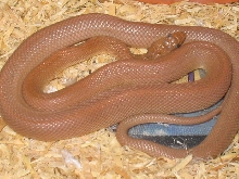 Bogertophis Rosaliae female