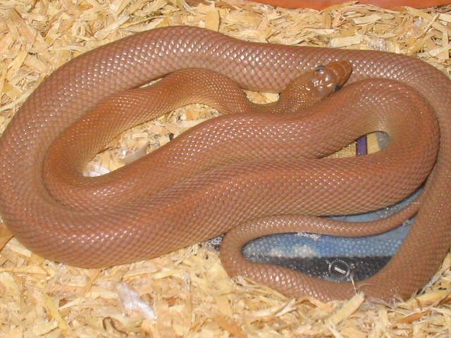 Bogertophis Rosaliae female