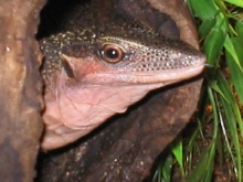 Male Jobiensis head shot