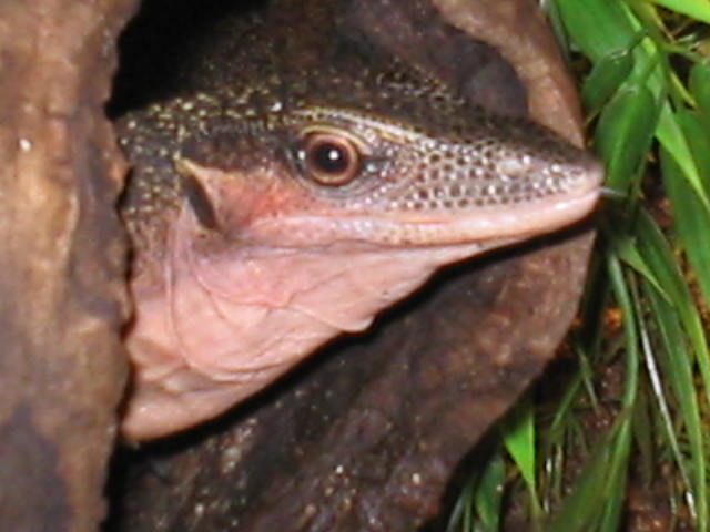 Male Jobiensis head shot