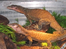 Male and female Jobiensis