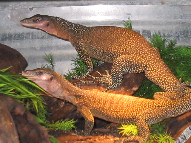 Male and female Jobiensis