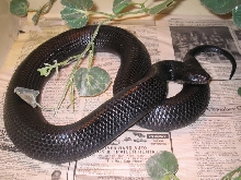 Full body Indigo