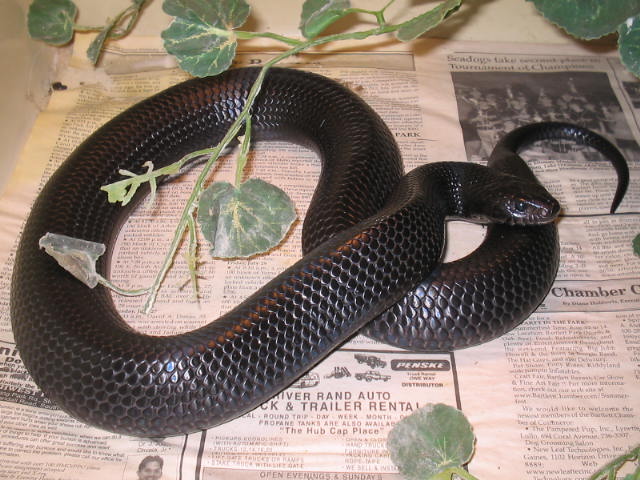 Full body Indigo