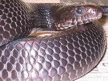 Close up Indigo