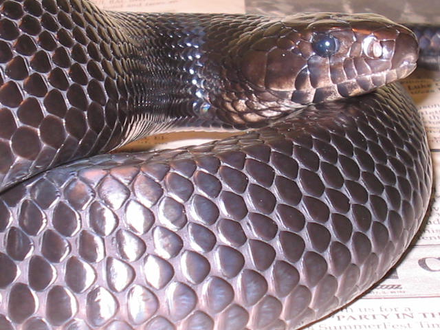 Close up Indigo