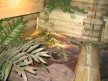 Jobiensis Enclosure with lizards