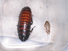 Roaches