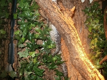 female Similis belly hang #1