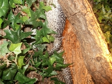Female Similis belly hang #2