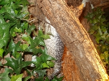 Female Similis belly hang #3