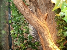 Female Similis belly hang #4