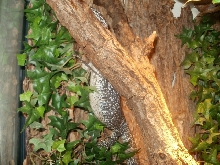 Female Similis belly hang #5