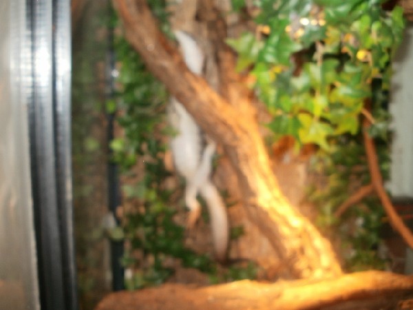 Female Similis Belly shot #1