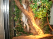 Female Similis Belly shot #1