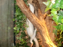 Female Similis belly shot #2