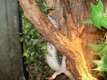 Female Similis belly shot #4