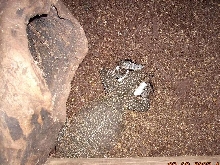 V.Jobiensis laying eggs