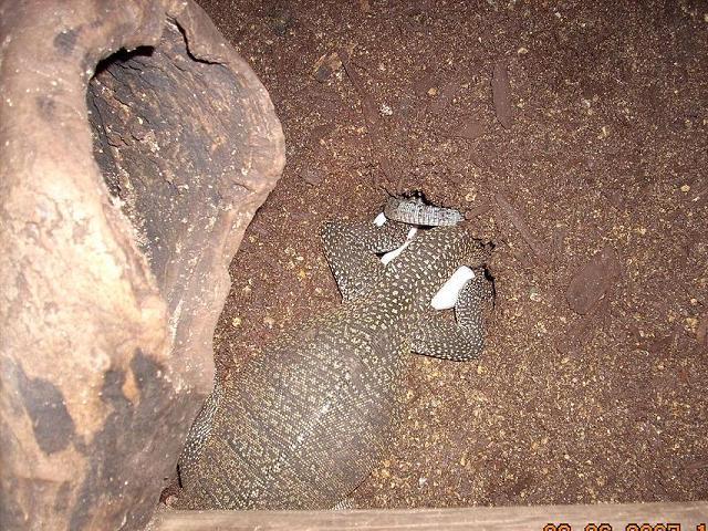 V.Jobiensis laying eggs