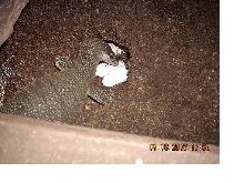V.Jobiensis backfilling nest