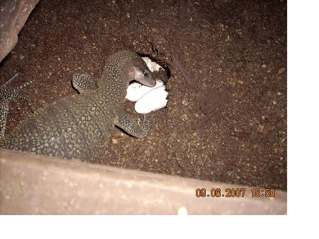 V.Jobiensis backfilling nest