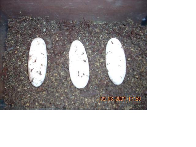 V.Jobiensis 3 egg clutch