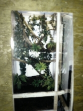 Prasinus s.s.enclosure