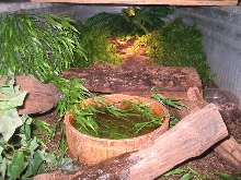 front to back Jobiensis enclosure, close up