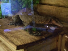 jobiensis  breeding