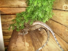 jobiensis far breeding