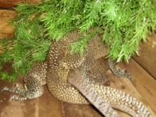 jobiensis close breeding