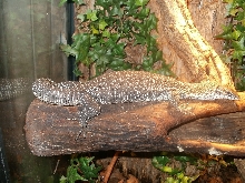 Gravid female Similis