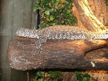gravid similis no head