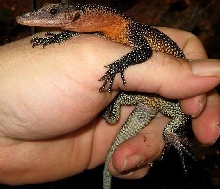Hatchling Baby Jobiensis