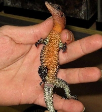 Hatchling Jobiensis Belly