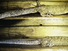 Sexual difference in V.Jobiensis