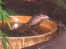 juvie tongue out in water