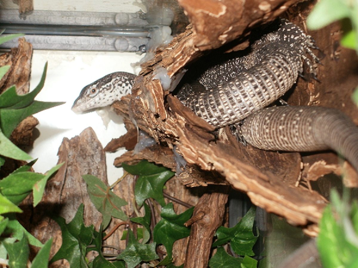 V.Similis courtship in log