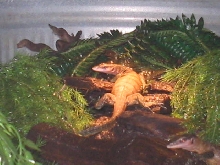 juvies, one basking one foraging