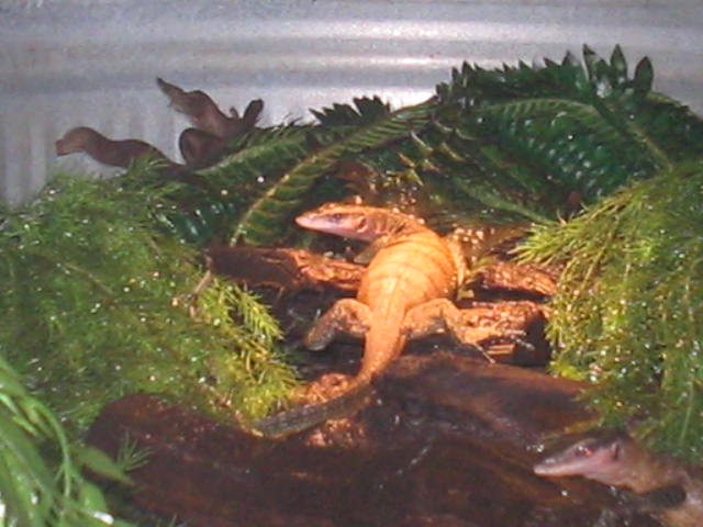 juvies, one basking one foraging
