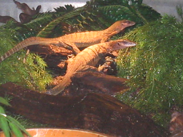 2 juvies basking