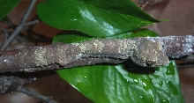 2nd female