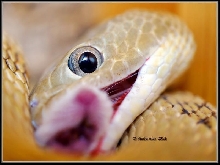 Hungry