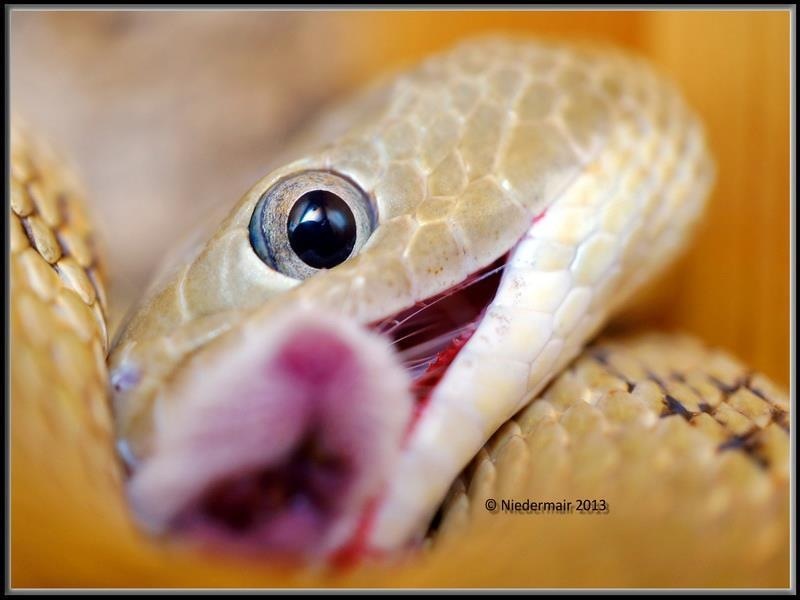 Hungry