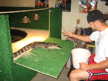 my 4.5ft alligator Bubba