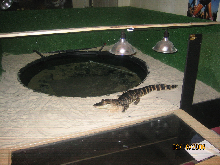 bubba waiting for food