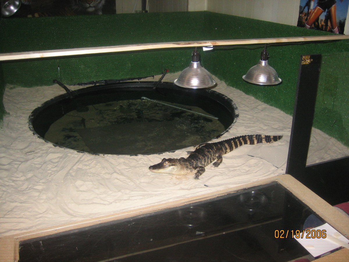 bubba waiting for food