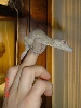 pardon the gesture...