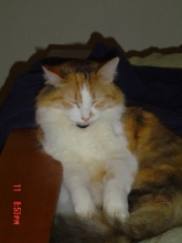 comfy callie 1